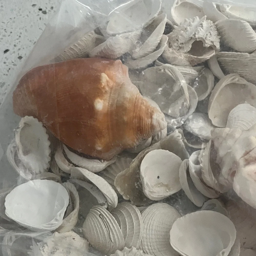 Hand Picked From the Beautiful Beaches of SWFL Decor,Crafting Natural Beauty